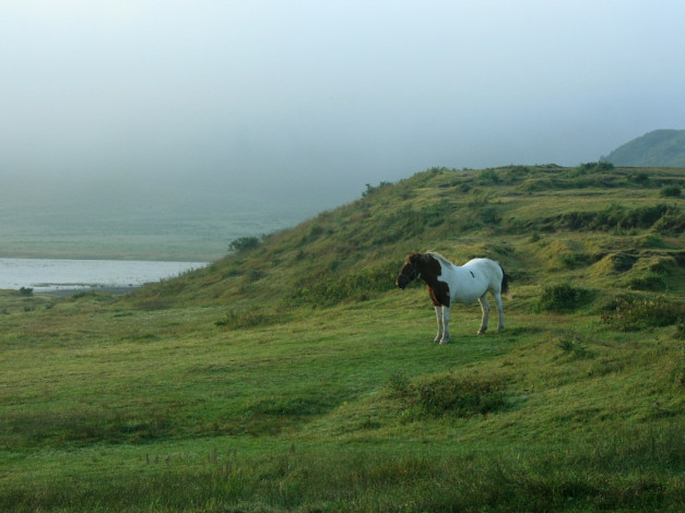 Обои картинки фото животные, лошади