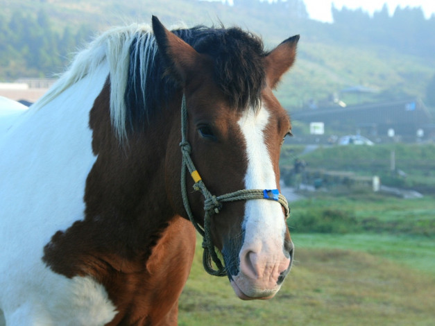 Обои картинки фото животные, лошади