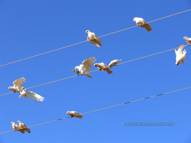 Обои картинки фото животные, попугаи