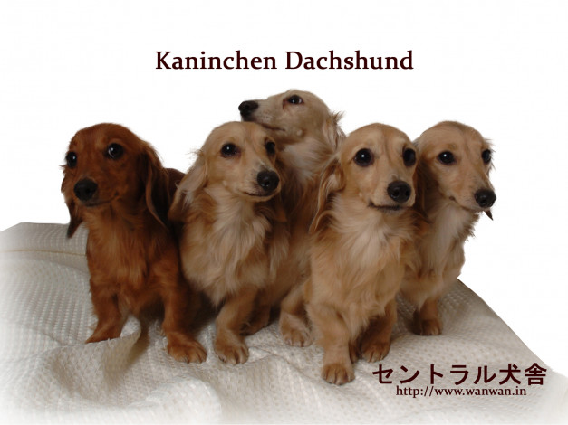 Обои картинки фото животные, собаки