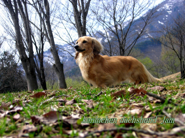 Обои картинки фото животные, собаки