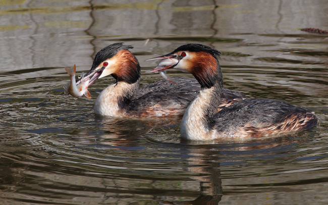 Обои картинки фото животные, птицы