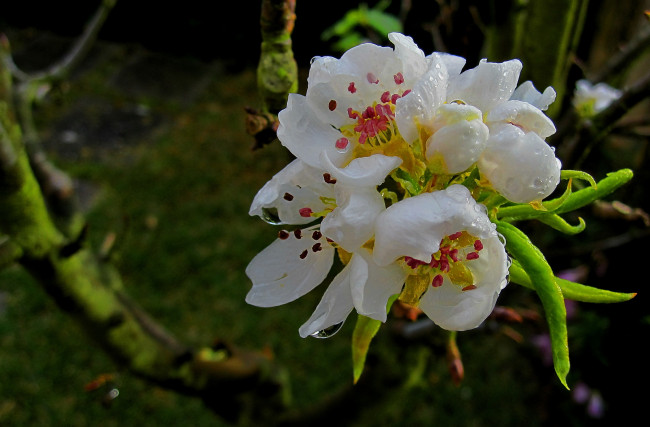 Обои картинки фото цветы, цветущие, деревья, кустарники