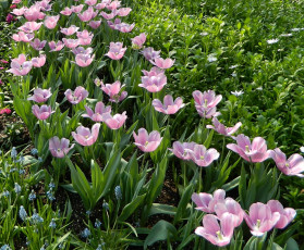 Картинка цветы тюльпаны