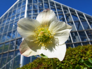 Картинка цветы геллеборус морозник дом лепестки