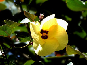 Картинка цветы гибискусы hibiscus