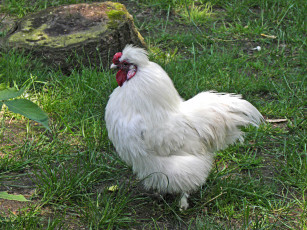 Картинка животные куры петухи трава