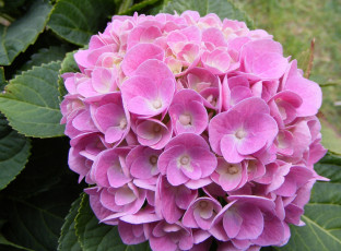 Картинка цветы гортензия