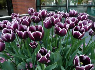 Картинка цветы тюльпаны