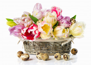 Картинка цветы тюльпаны