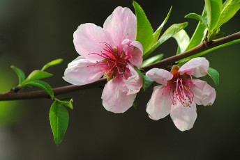 Картинка цветы цветущие деревья кустарники ветка листья