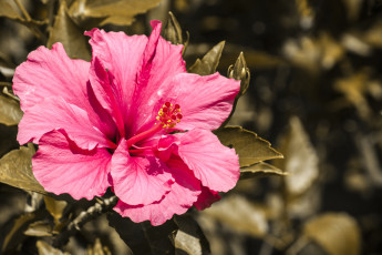 Картинка цветы гибискусы листья