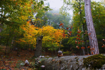 Картинка природа лес деревья крым