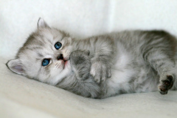 Картинка животные коты котенок малыш