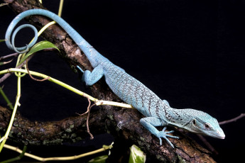 Картинка животные Ящерицы игуаны вараны голубой хвост