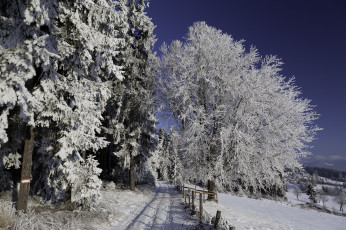 Картинка природа зима иней