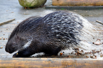 Картинка животные дикобразы иглы