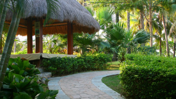 Картинка природа тропики дорожка пальмы навес