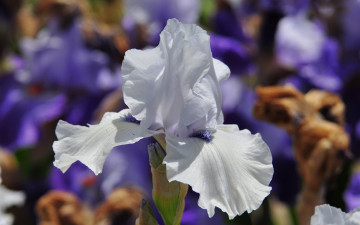 Картинка цветы ирисы белый