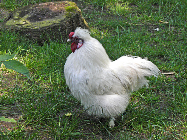 Обои картинки фото животные, куры, петухи, трава