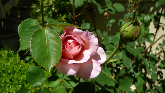 Обои картинки фото цветы, розы, rose