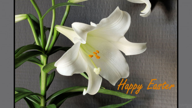 Обои картинки фото праздничные, пасха, лилия