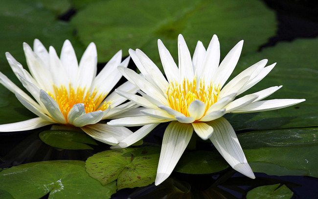 Обои картинки фото цветы, лилии, водяные, нимфеи, кувшинки, вода, листья