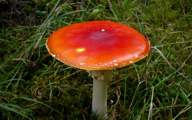 Обои картинки фото природа, грибы, мухомор, трава
