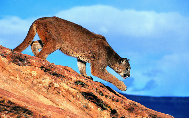 Обои картинки фото животные, пумы, скала, крадётся, кугуар, горный, лев, пума