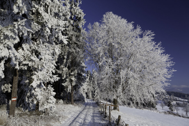 Обои картинки фото природа, зима, иней