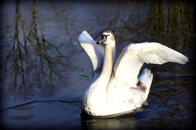 Обои картинки фото животные, лебеди, крылья, вода