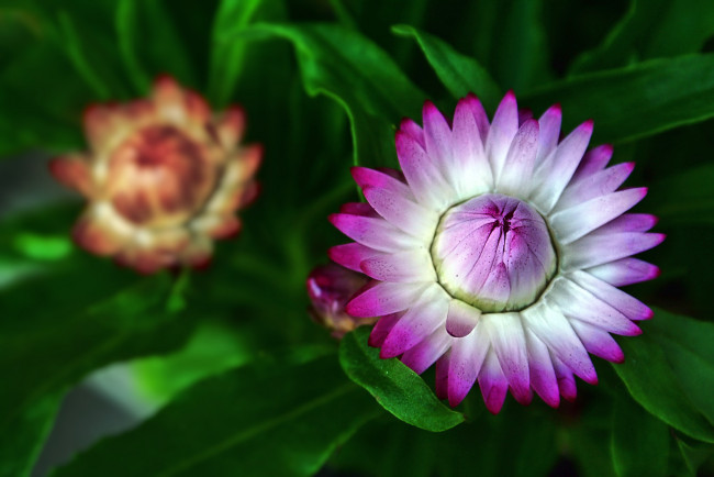 Обои картинки фото цветы, бессмертник, сиреневый