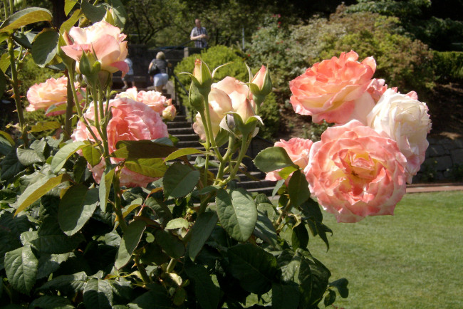 Обои картинки фото цветы, розы