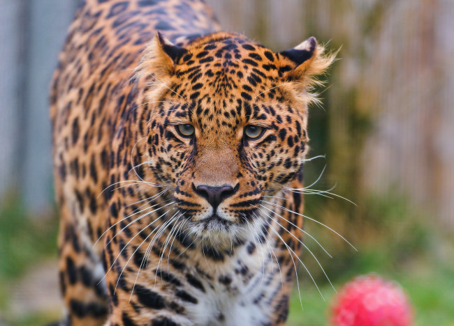Обои картинки фото животные, леопарды, усы, взгляд, леопард, морда