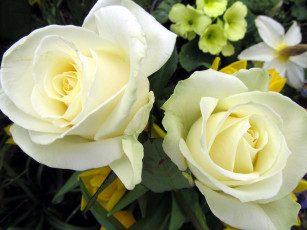 Картинка цветы розы белый