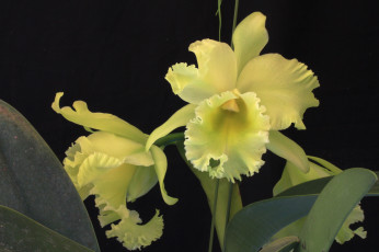 Картинка цветы орхидеи