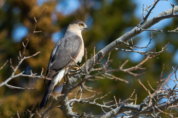 Картинка животные птицы хищники хищник ветки клюв