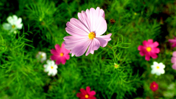 Картинка цветы космея розовый