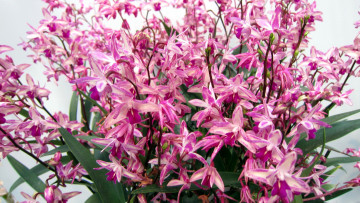 Картинка цветы орхидеи розовый