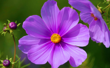 Картинка цветы космея макро