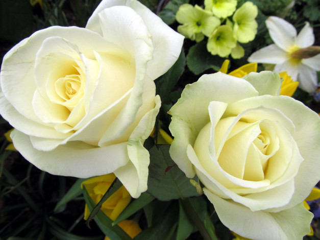 Обои картинки фото цветы, розы, белый