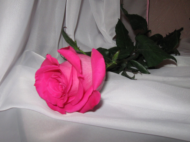 Обои картинки фото цветы, розы, роза