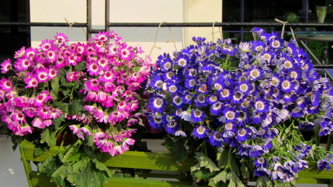 Обои картинки фото цветы, цинерария, синий, розовый