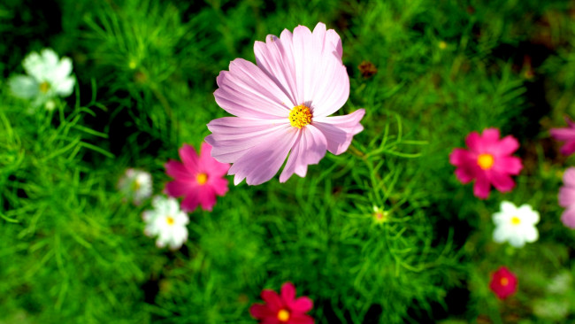 Обои картинки фото цветы, космея, розовый