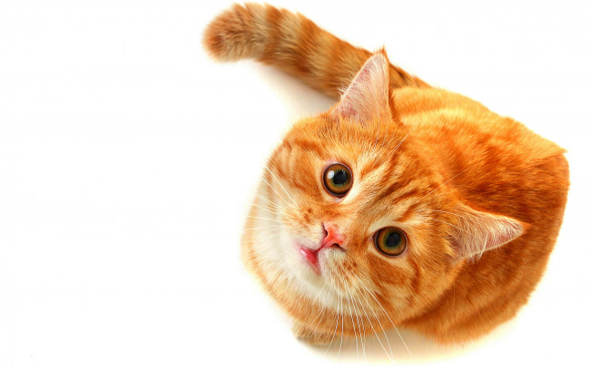 Обои картинки фото животные, коты, рыжий, кот