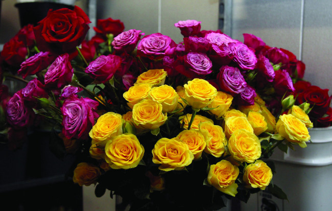 Обои картинки фото цветы, розы, желтый, розовый, красный