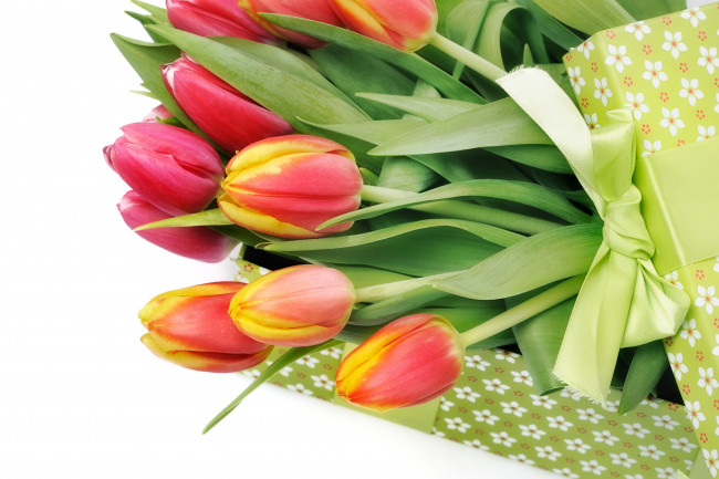 Обои картинки фото цветы, тюльпаны