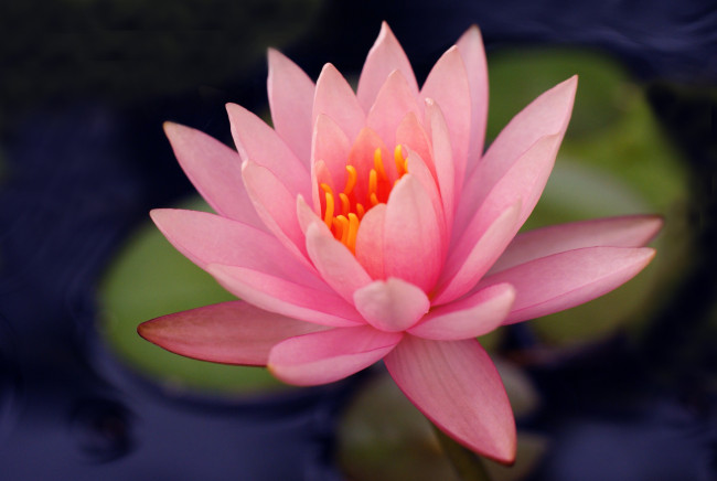 Обои картинки фото цветы, лилии, водяные, нимфеи, кувшинки, розовый, лепестки