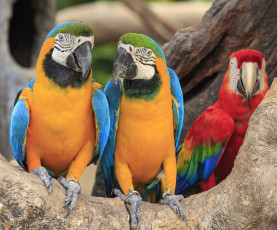 Картинка животные попугаи ветка птицы пара