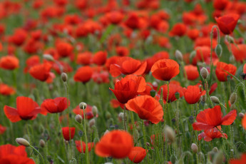 Картинка цветы маки полу красные